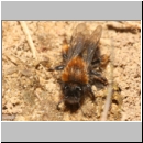 Andrena clarkella - Sandbiene w11b 11mm - Sandgrube Niedringhaussee.jpg